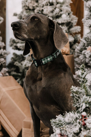 Summit Collar | Northwood