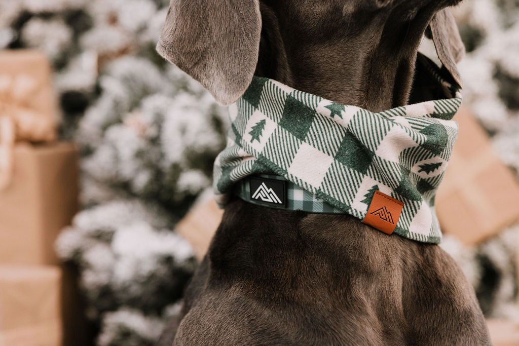 Summit Collar | Northwood