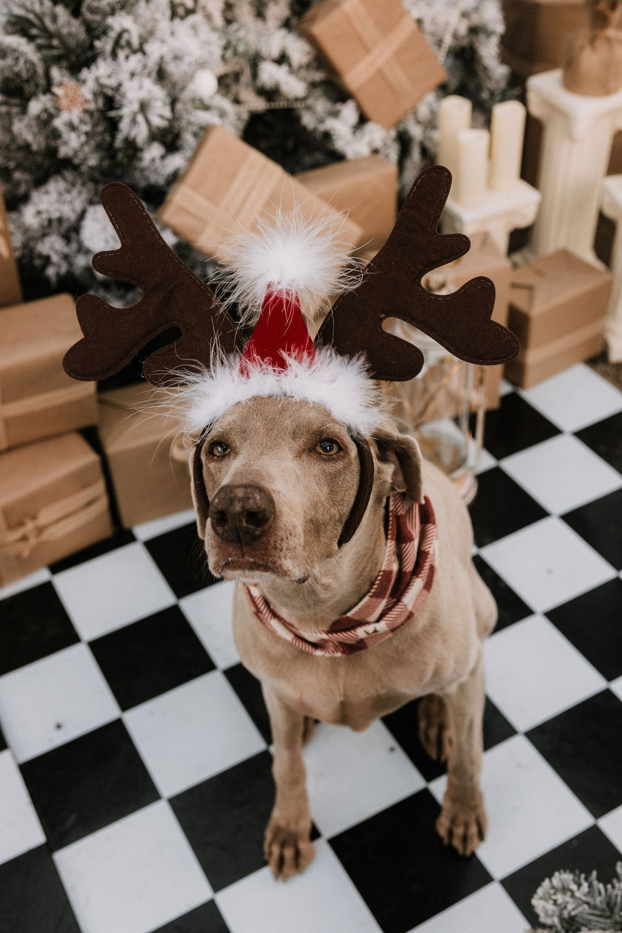 Antlers, Ear Warmers & More