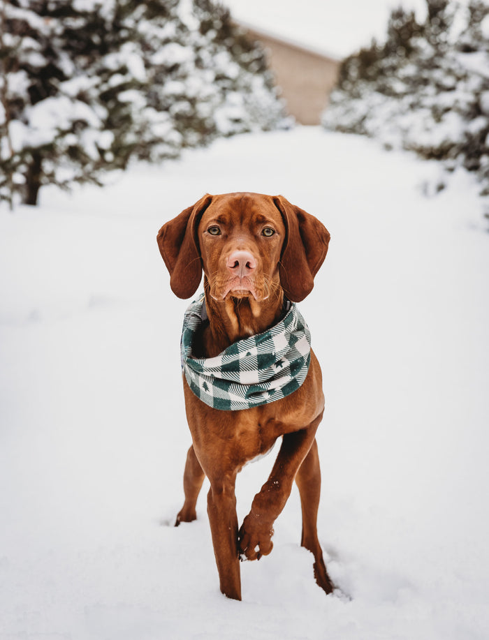 Northwood Scarf