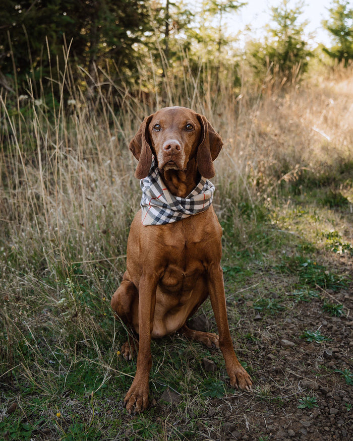 Chestnut Scarf