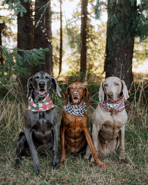 Merry Little Hound