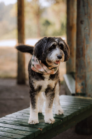Alder Scarf
