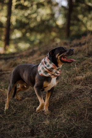 Alder Scarf
