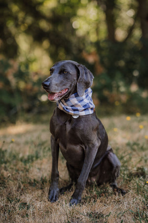 Slate Scarf