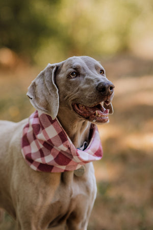 Huckleberry Scarf