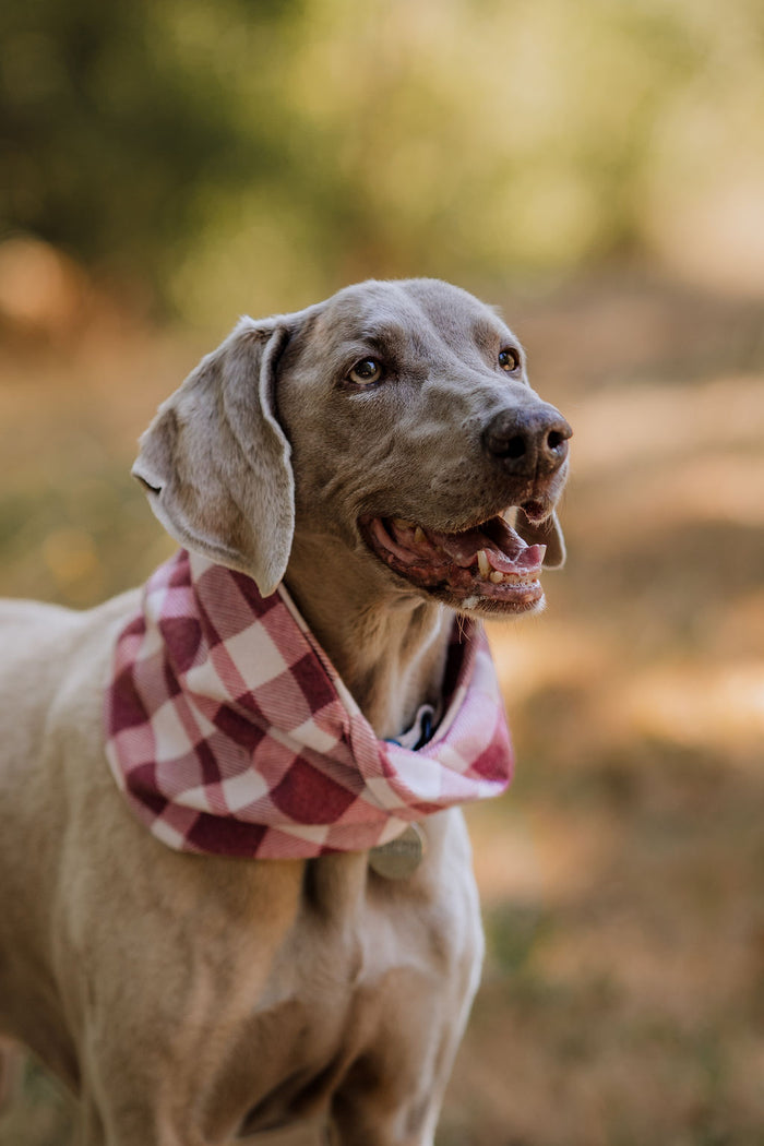 Huckleberry Scarf