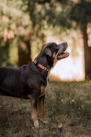 Summit Collar | Pumpkin Patch