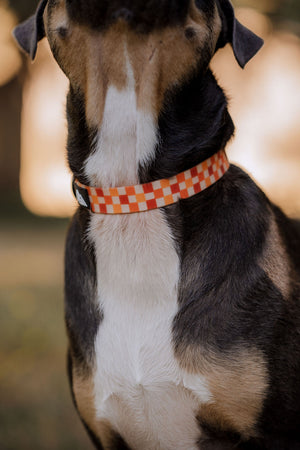 Summit Collar | Pumpkin Patch