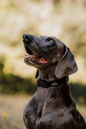 Summit Collar | Black