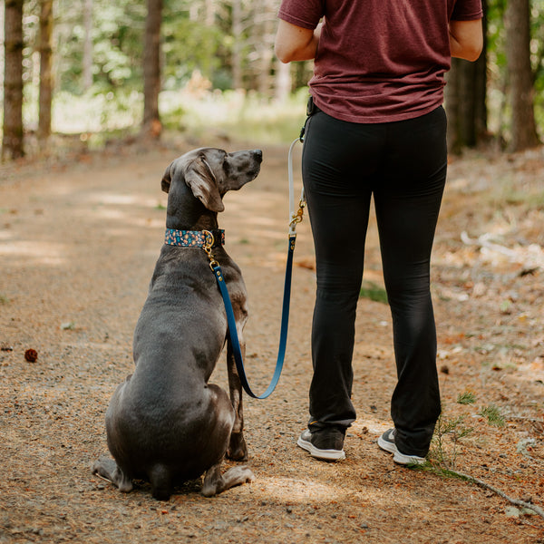 Odyssey Leash