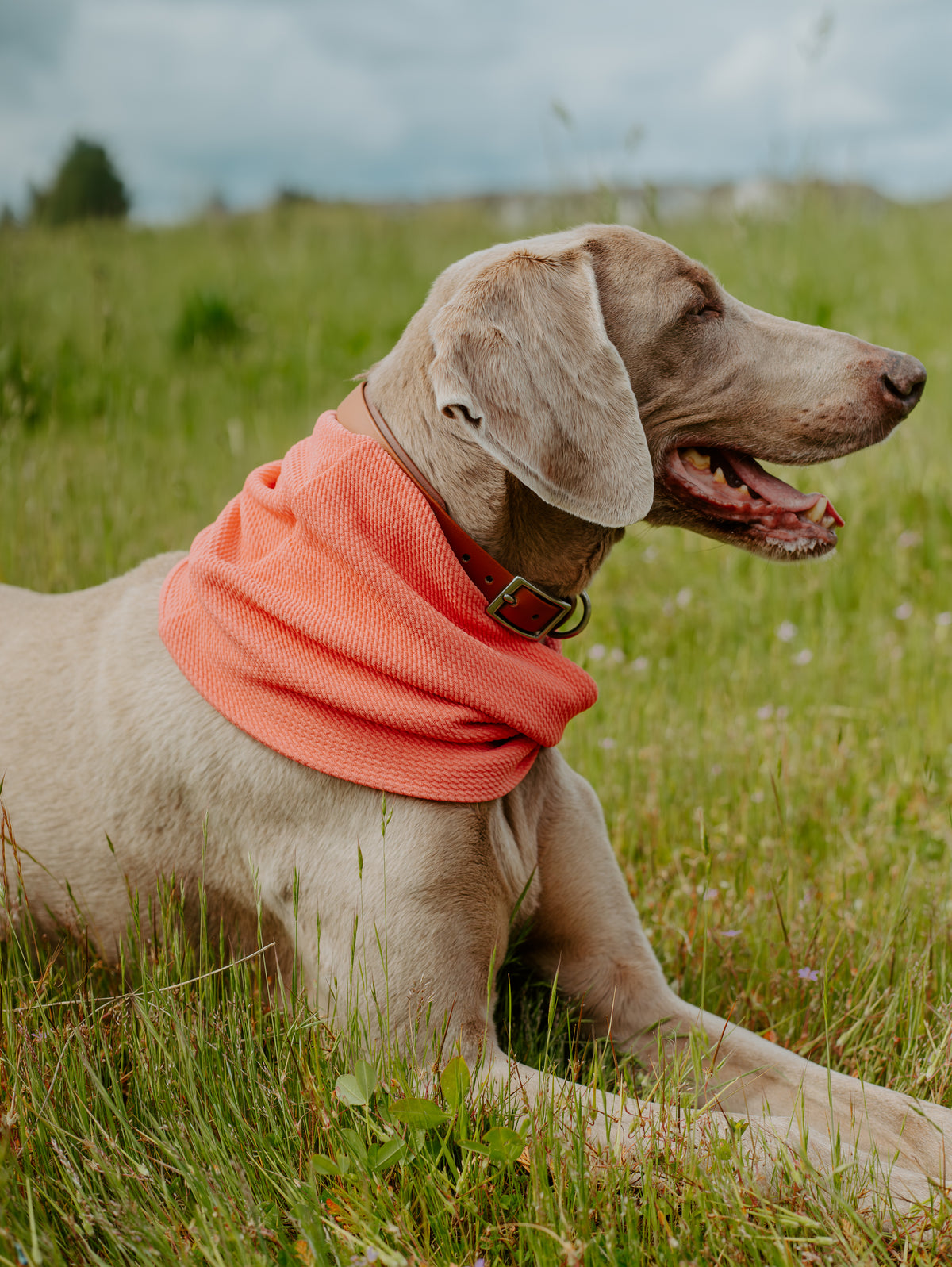 Coral Waffle Scarf