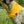 Sunny Days Waffle Scarf