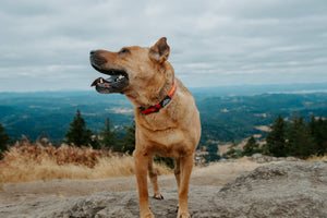 Summit Collar | Cascade