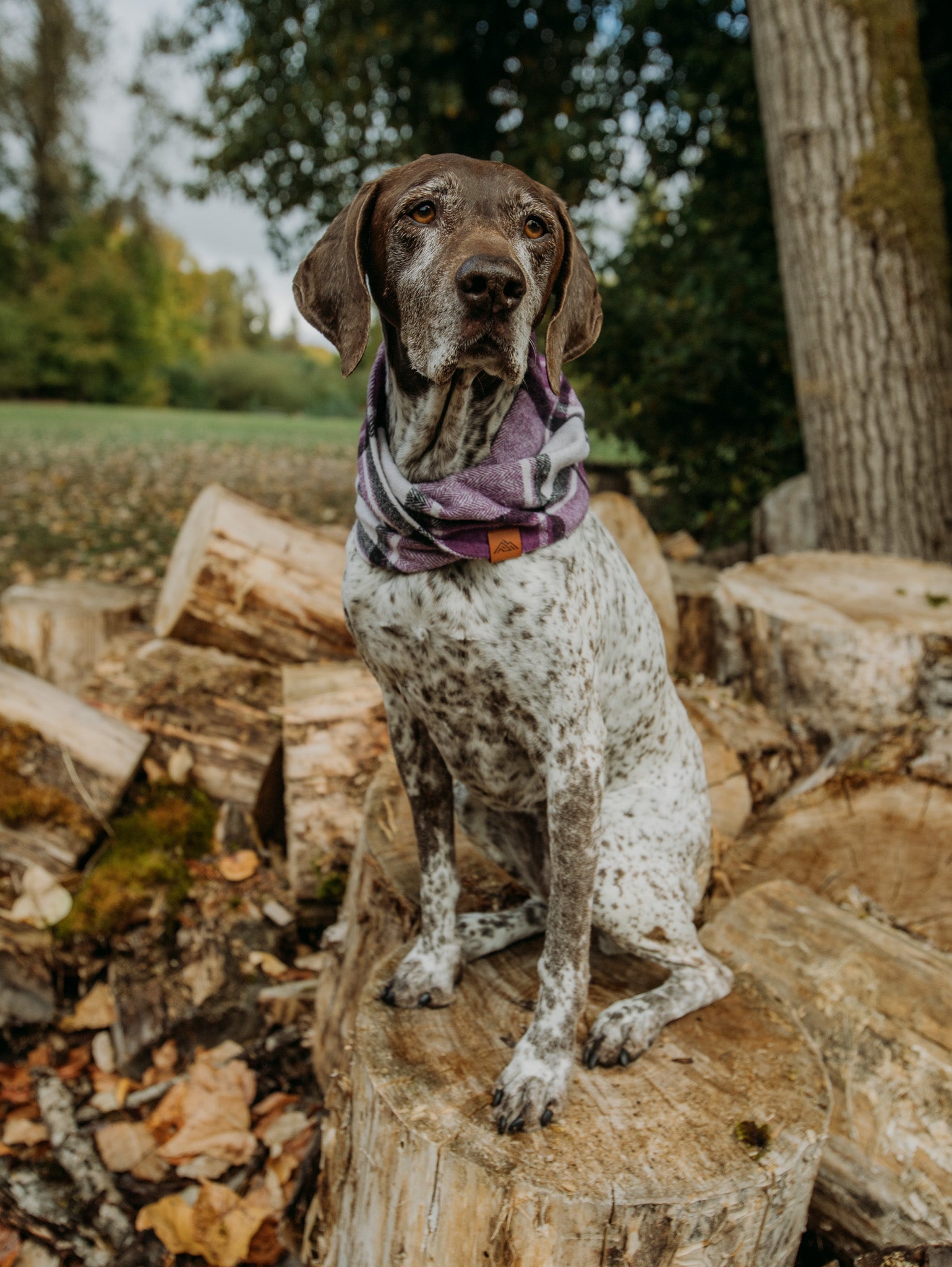 Pointing fashion dog collars