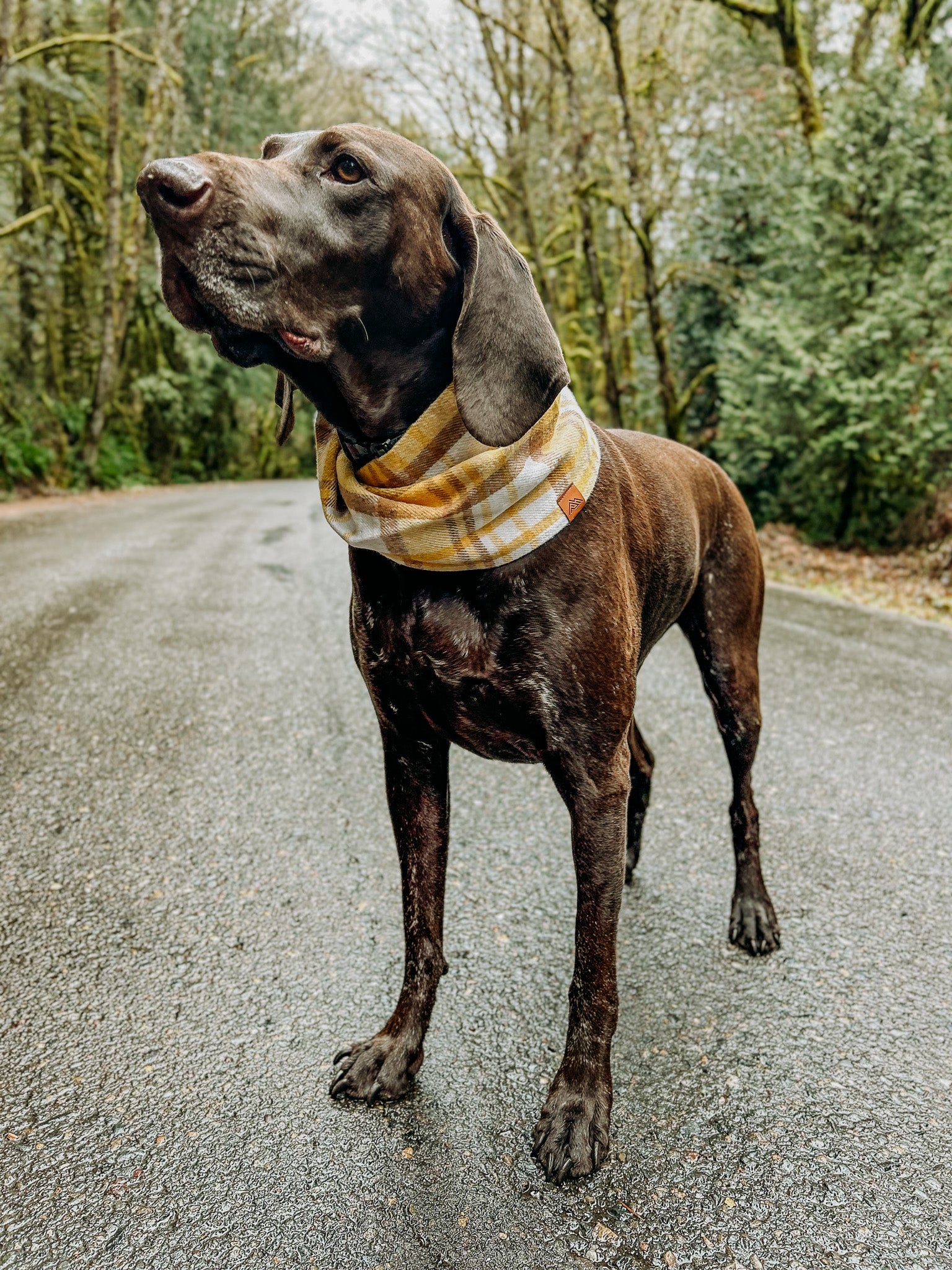 Goldenrod Scarf