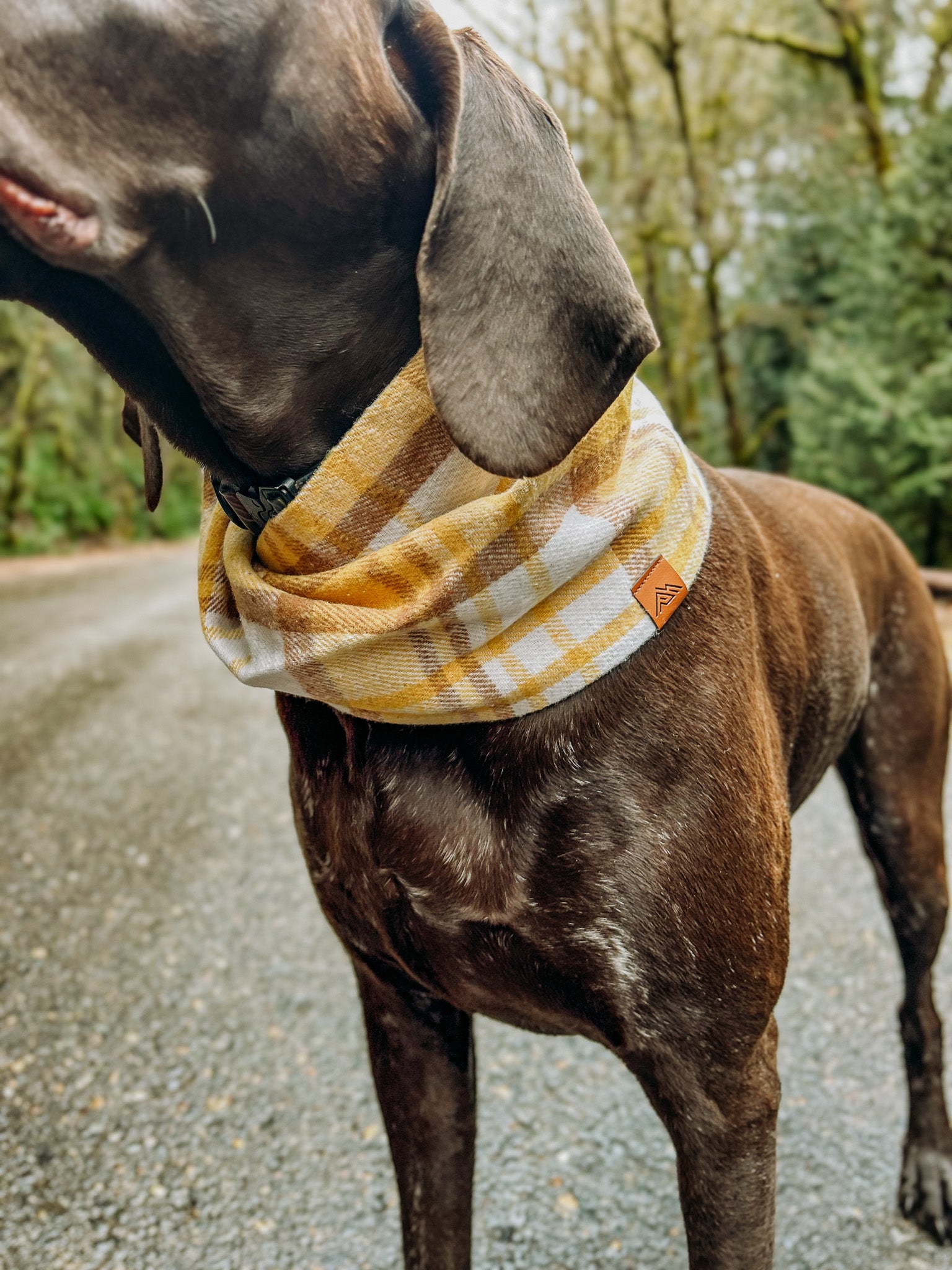 Goldenrod Scarf