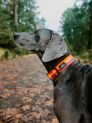 Summit Collar | Cascade