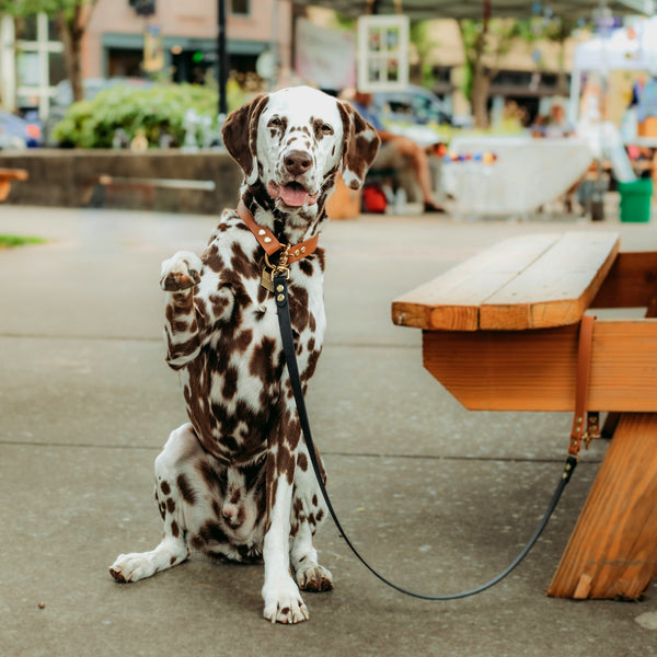 Odyssey Leash