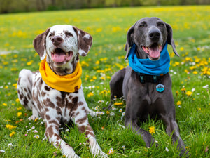 Sunshine Waffle Scarf