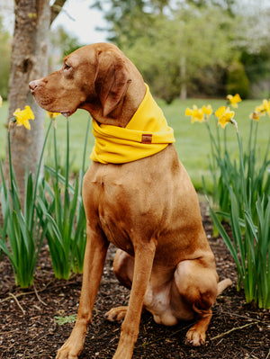 Sunshine Waffle Scarf