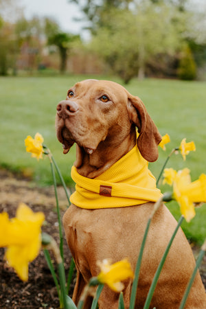 Sunshine Waffle Scarf