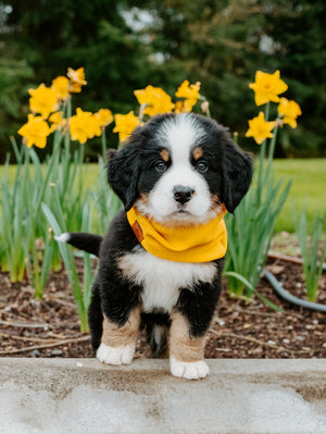 Sunshine Waffle Scarf