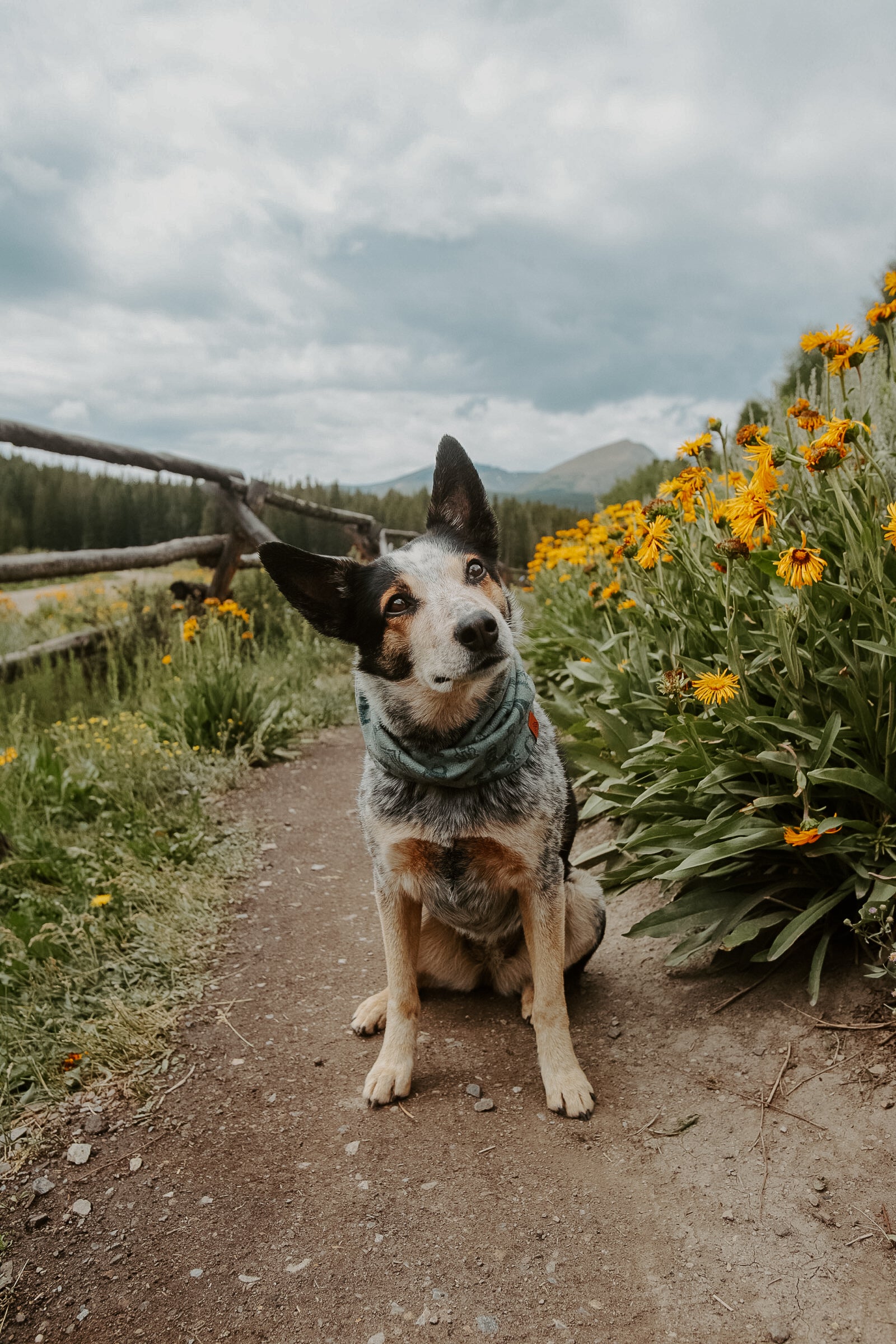 Camp Canine Scarf