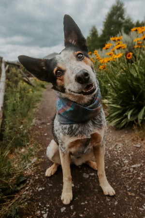 Summit Lines Scarf | Cascades