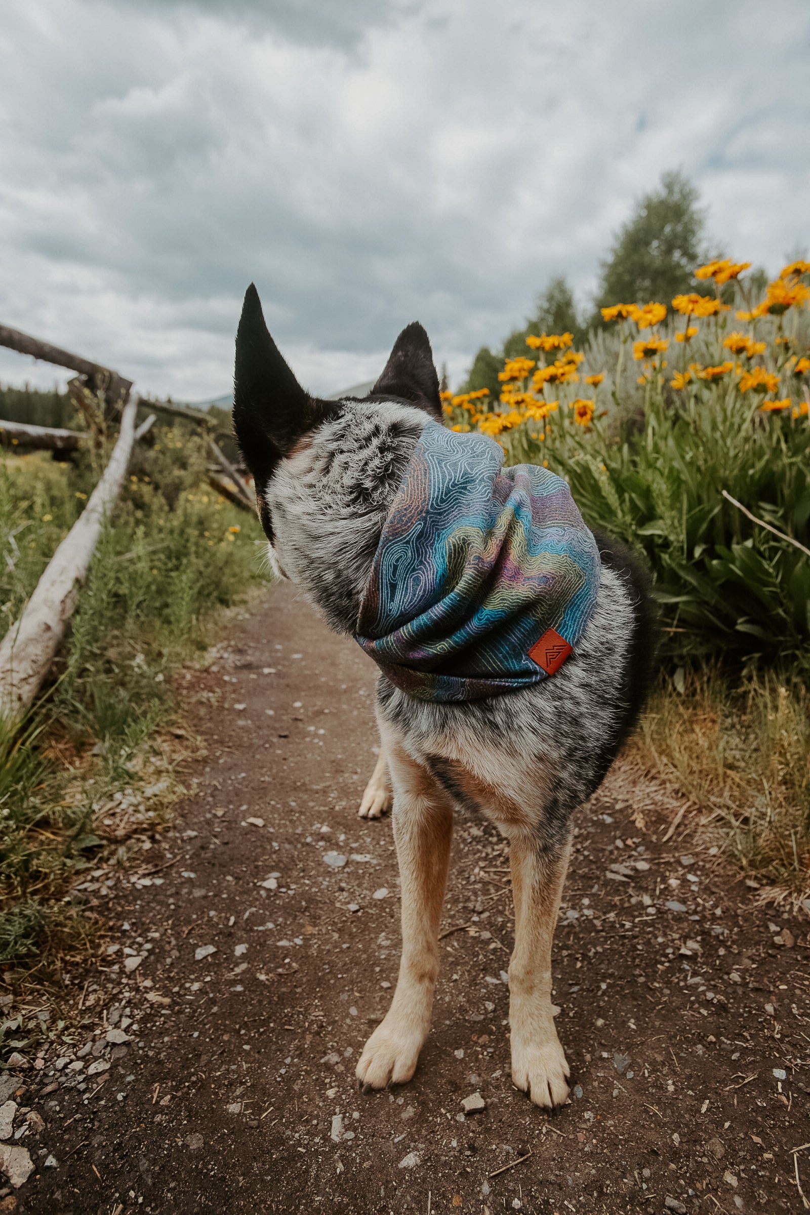 Summit Lines Scarf | Cascades
