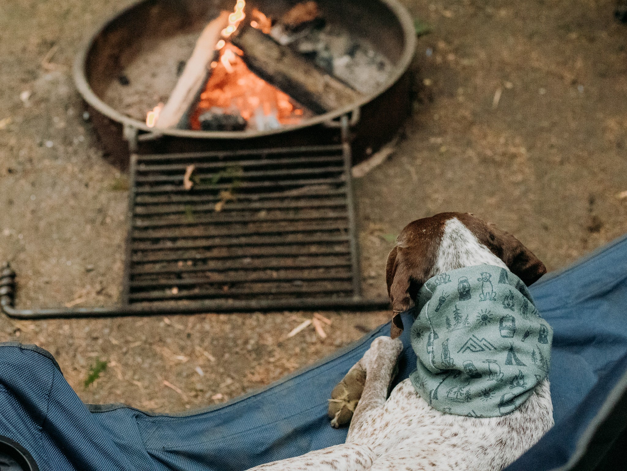 Camp Canine Scarf