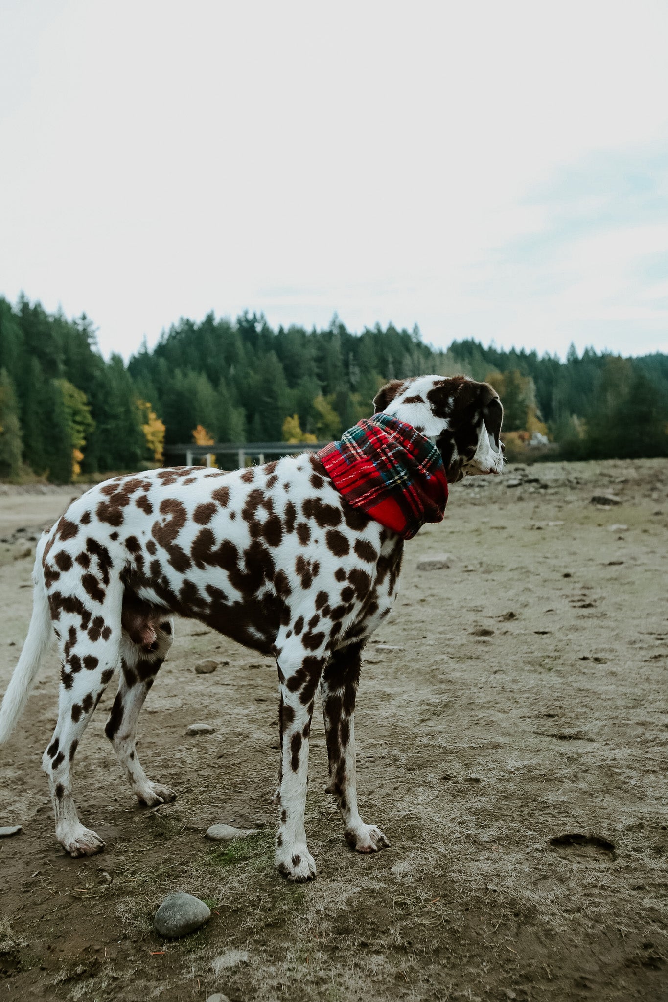 Yuletide Scarf