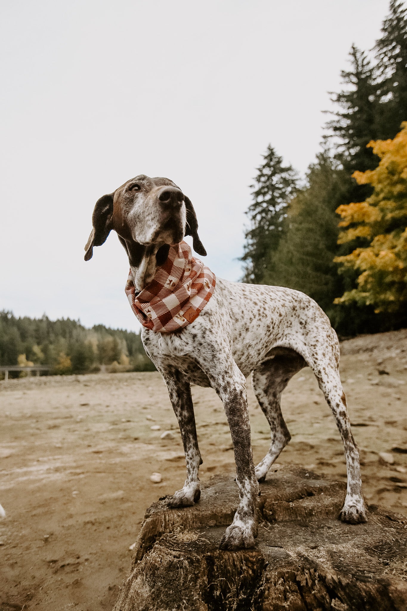 Oh Deer Scarf