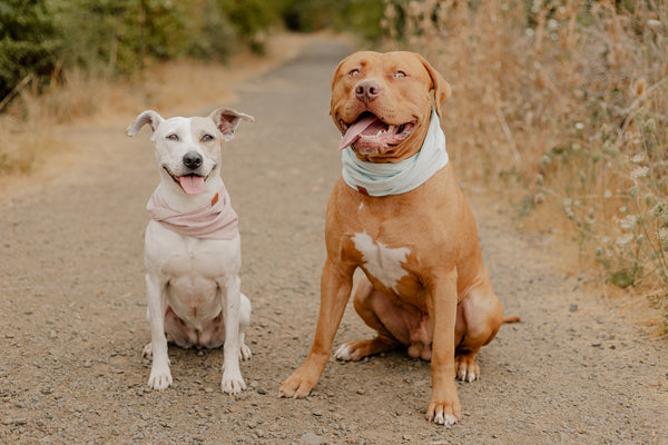 Rose Chambray Dog Scarf