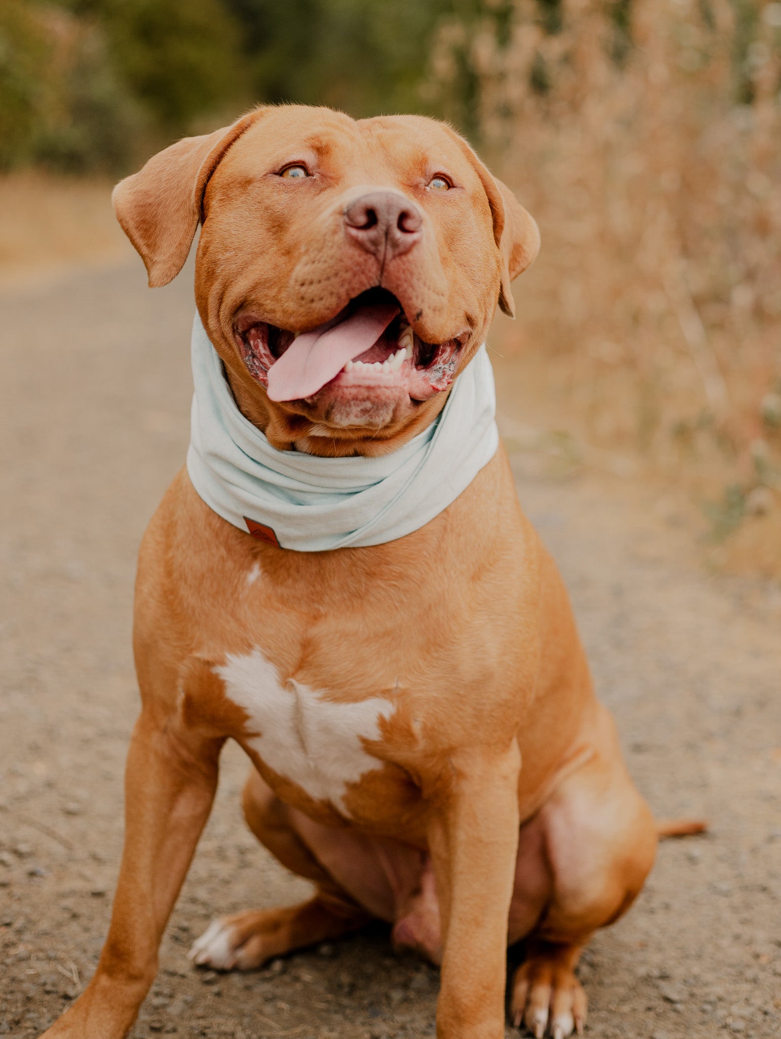 Aqua Chambray Dog Scarf