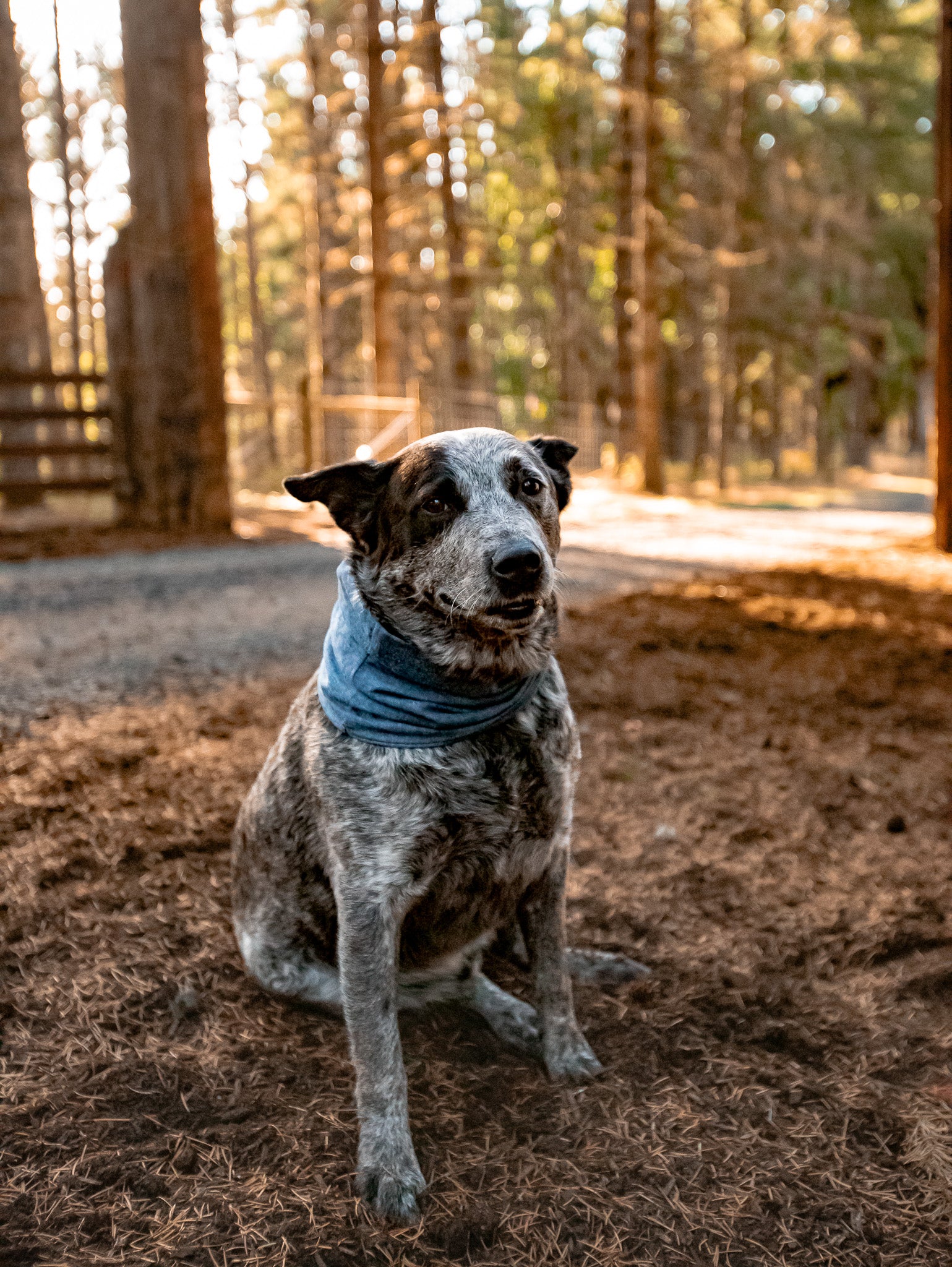 Navy Chambray Dog Scarf