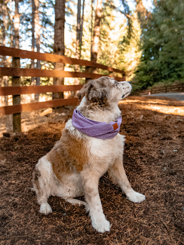 Plum Chambray Dog Scarf