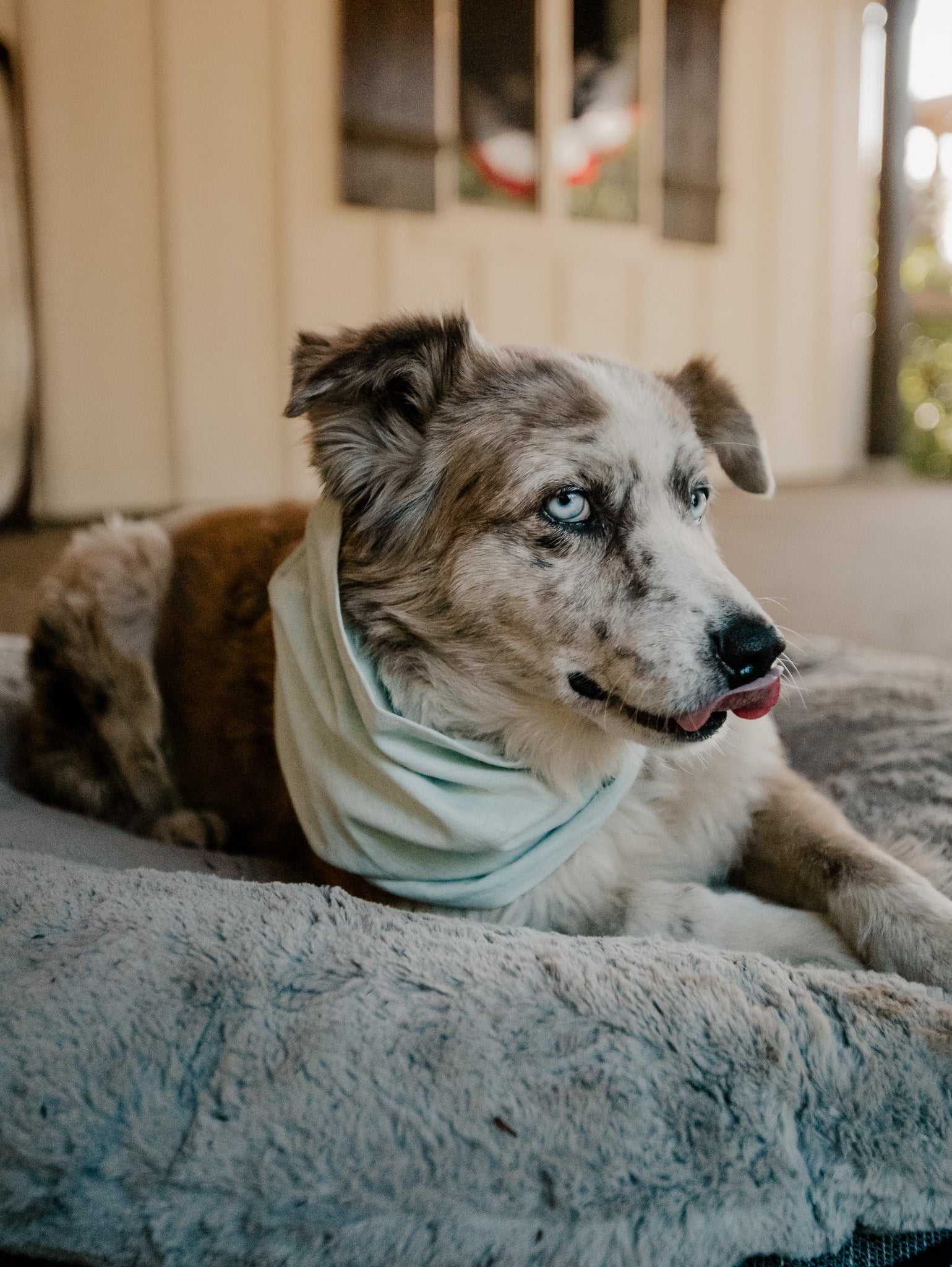 Aqua Chambray Dog Scarf