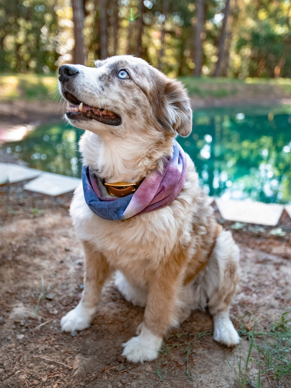 Azula Dog Scarf