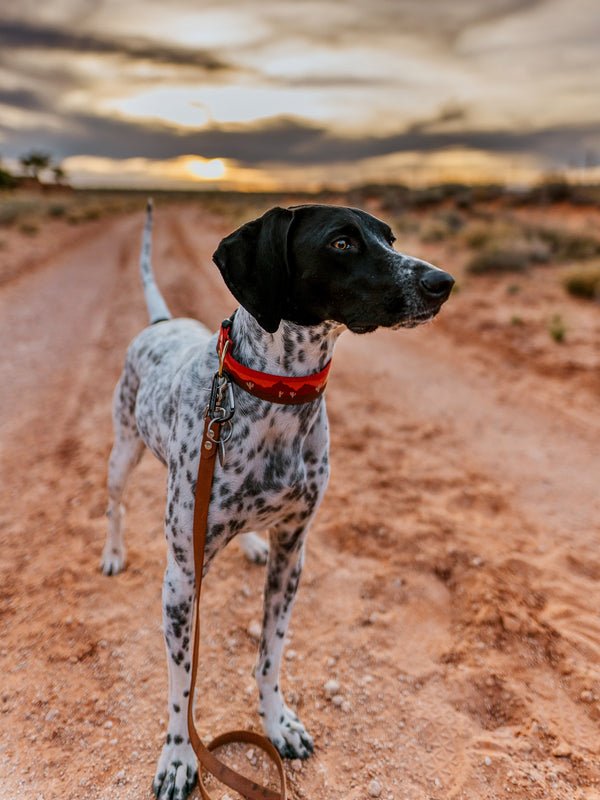 Elements Series - Sedona Dog Collar