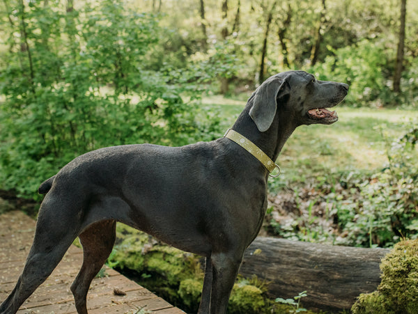 Elements Series - Olive Suns Dog Collar