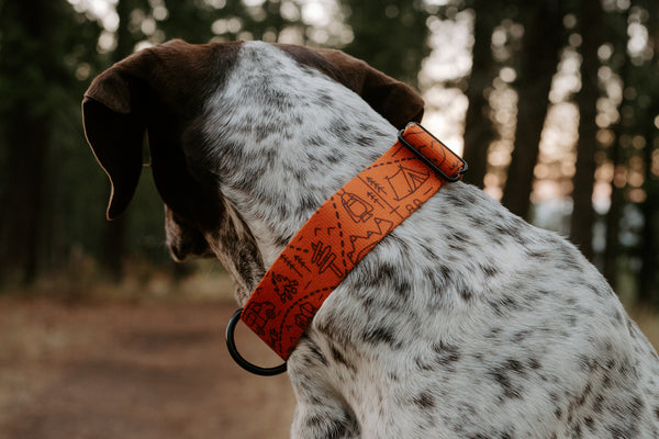 Elements Series - In the Woods Dog Collar - Orange