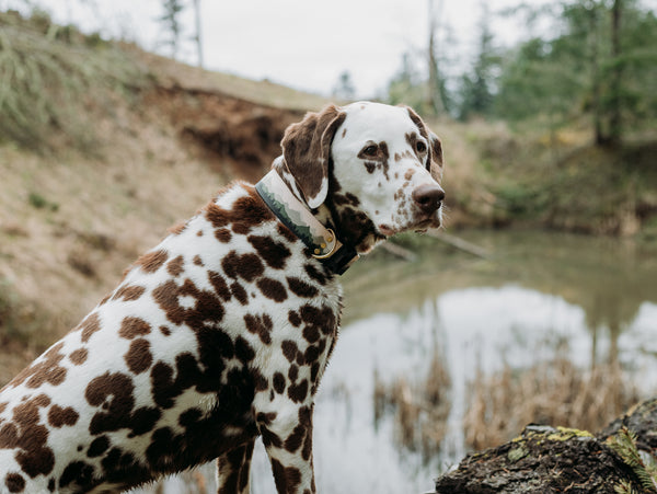 Elements Series - Siuslaw Dog Collar