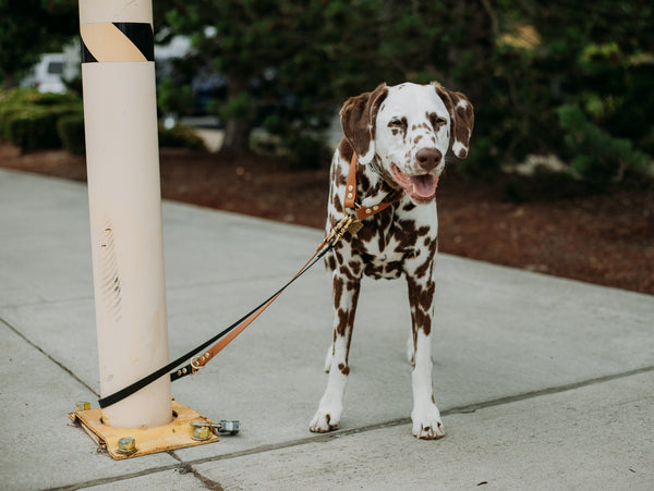 Odyssey Leash