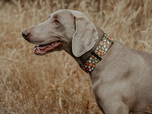 Elements Series - Olive Boho Floral Dog Collar