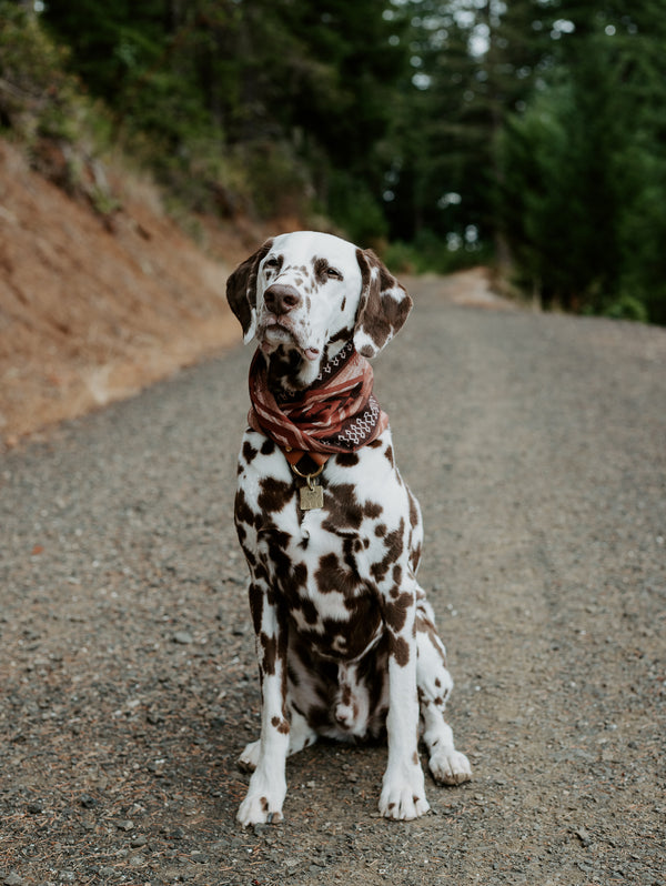 Amber Dog Scarf