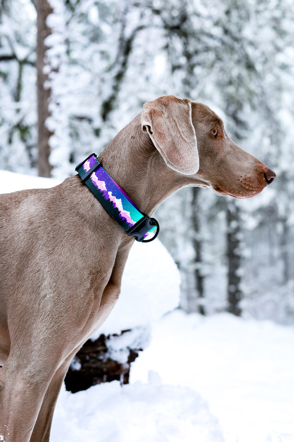 Elements Series - Aurora | Purple Dog Collar