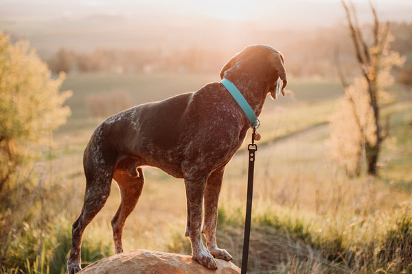 Journey Collar