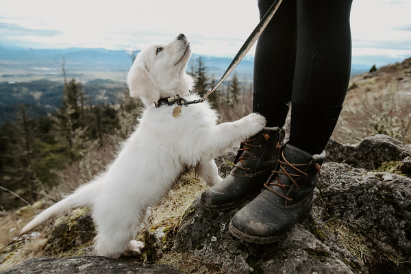 Elements Series - Siuslaw Dog Collar