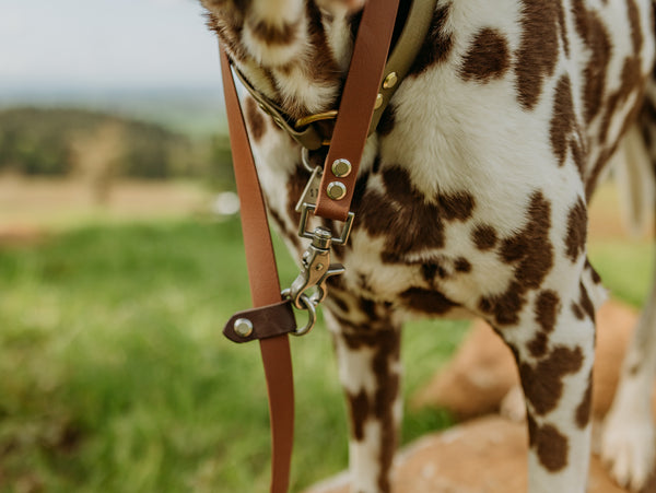 Journey Leash